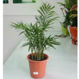 Chậu Cây cau tiểu trâm
