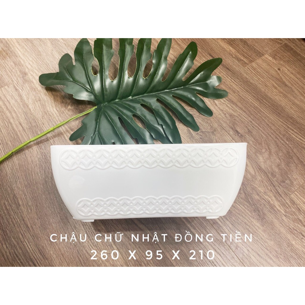 Chậu nhựa Đồng Tiền