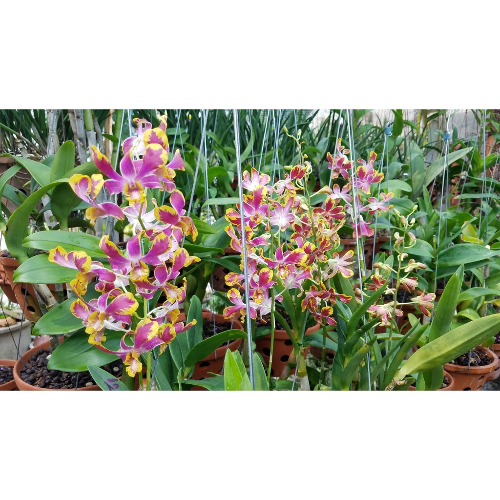 HOA LAN DENRO CHỚP BỊP