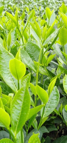 Chè Lai Nõn - chè cao cấp