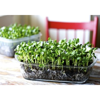 Hạt giống rau mầm Hướng Dương