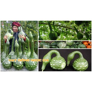 Hạt Giống Bầu Thiên Nga - 5 Hạt