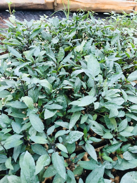 Chậu dưa PEPINO Tím
