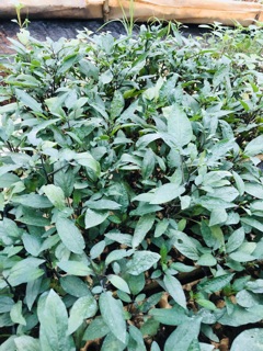 Chậu dưa PEPINO Tím (chậu lớn)