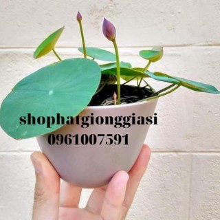 C HTT5 (Đã Cắt Đầu) Sen Mini Full Màu