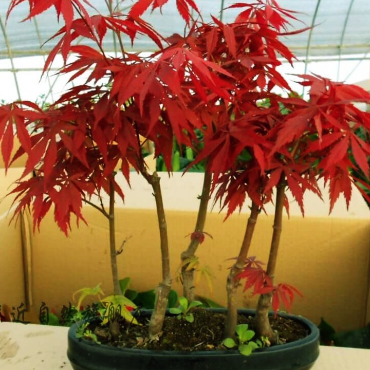 Hạt giống phong lá đỏ Bonsai
