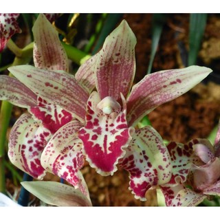 COMBO 3 THÂN ĐỊA lan kiếm hồng hoàng tây bắc, hoa đẹp, thơm dể sống, dễ thuần, mùa hoa tháng 5 - LKHHTB