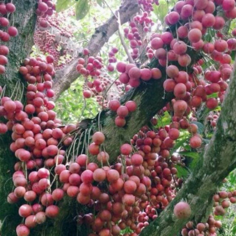 Cây dâu da đất