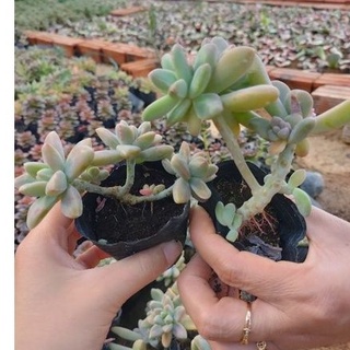 Sen đá thụ phale mix mini - vườn đà lạt