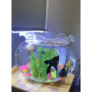 Bể cá thủy tinh miệng bèo dk 21cm x cao 20cm