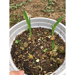 Củ giống hoa lan nam phi hoa màu đỏ - 1 củ KNS