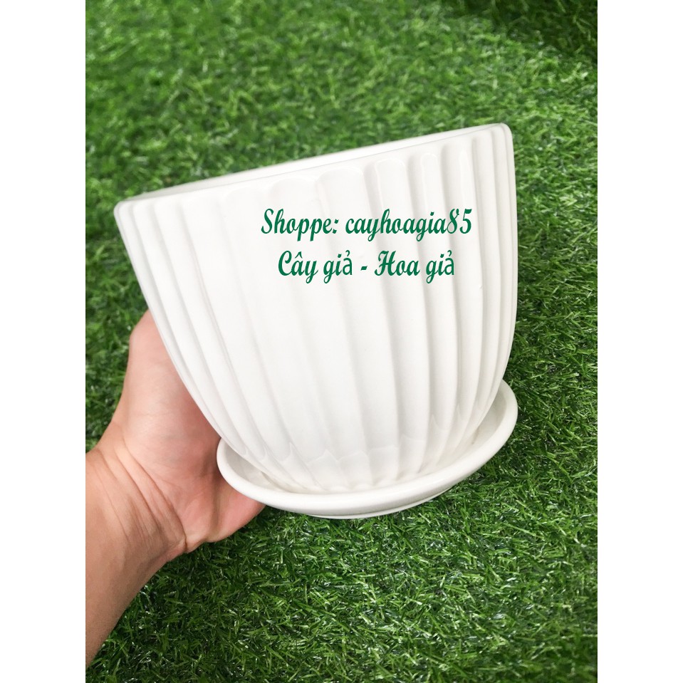 Chậu hoa - Chậu hoa Sứ đĩa vân dọc trắng
