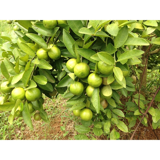 Cây chanh tứ quý siêu trái