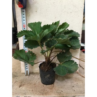 Cây giống dâu tây Nhật lùn