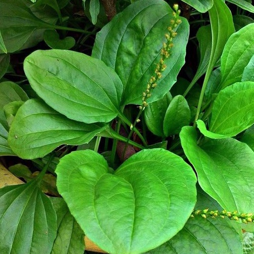 Hạt giống cây mã đề dành cho người sỏi thận