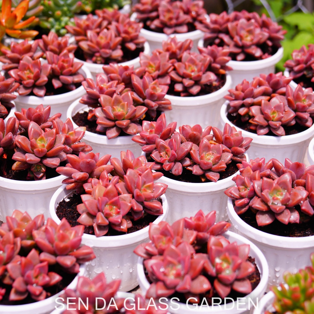 Sen đá đá đỏ chậu treo 8cm GLASS GARDEN giống hình, Bao Khỏe, Lỗi 1 đổi 1