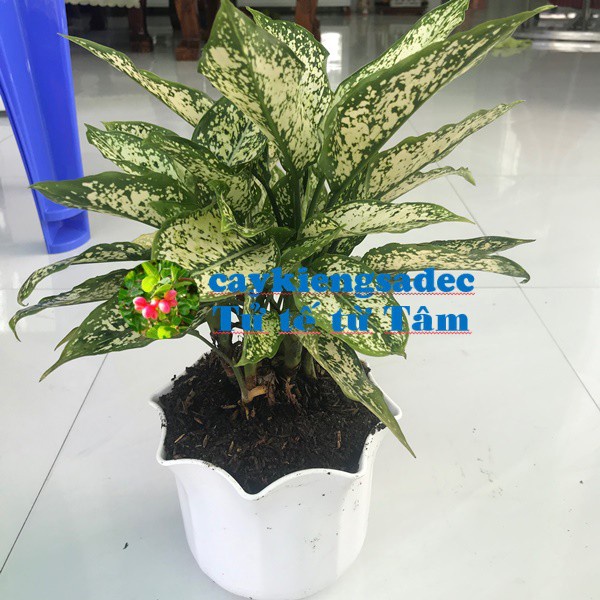 Caykiengsadec - Cây Ngọc ngân tặng phân bón - hoa kiểng lá- trang trí nội thất cảnh quan ngoài trời sân vườn