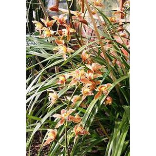 lan kiếm hồng hoàng tây bắc, hoa đẹp, thơm dể sống, dễ thuần