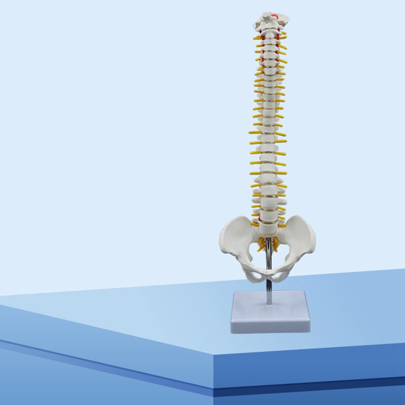 Mô Hình Cột Sống Giải Phẫu Cơ Thể Người 45CM + Chân Đứng