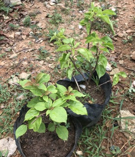Cây giống hoa giấy 35k/bầu