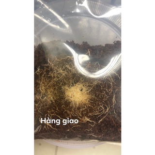 Trùng chỉ trắng trùn giun grindal worm