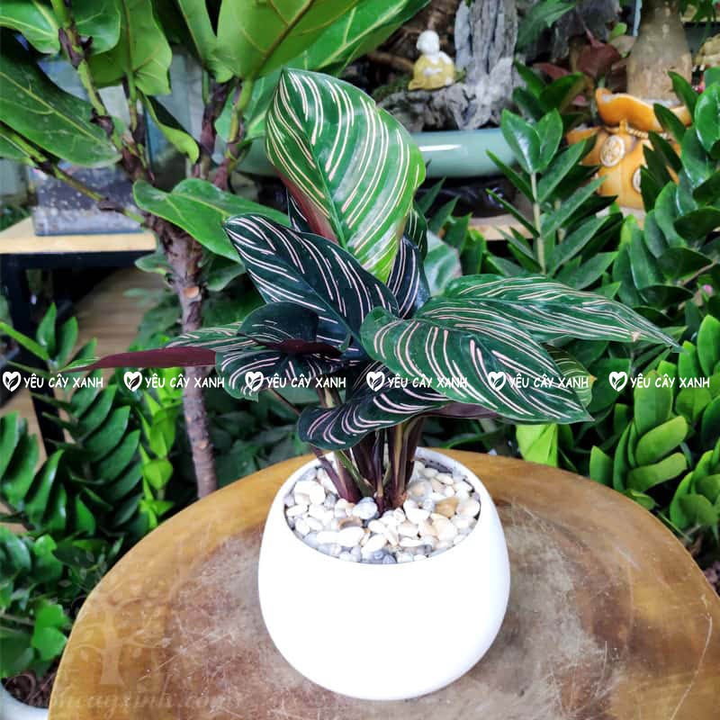 Cây Đuôi Công Tím để bàn - Calathea Medallion