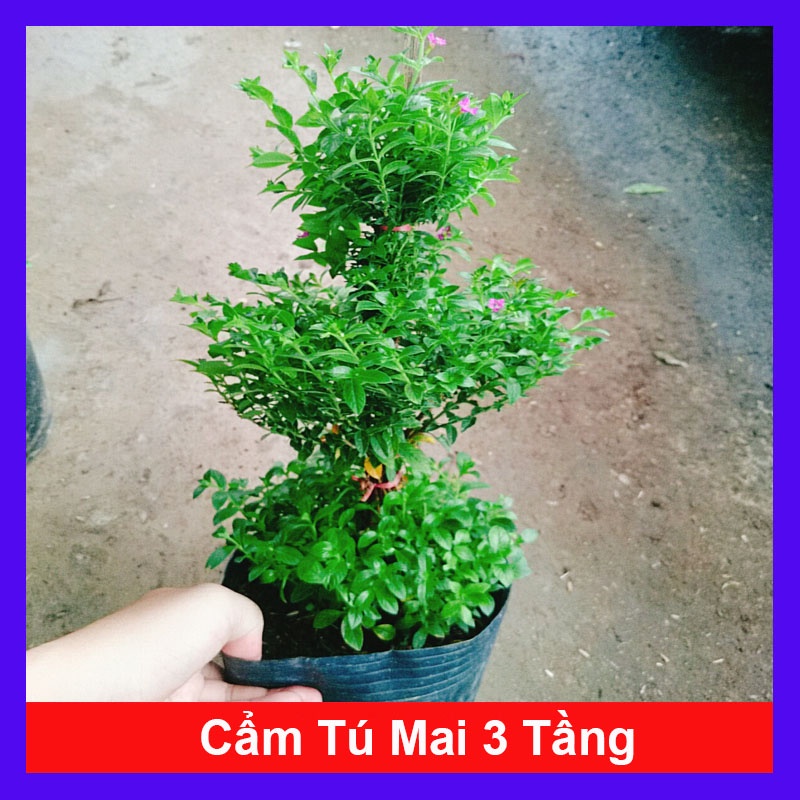 Cây Cẩm Tú Mai 3 Tầng - cây cảnh để bàn + tặng phân bón cho cây mau lớn - caykiengsadec