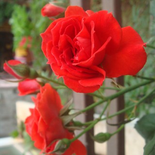 [Hồng bụi] Lửa Sa Đéc, hồng Tố Nữ size bầu nhỏ - Trang Flowers