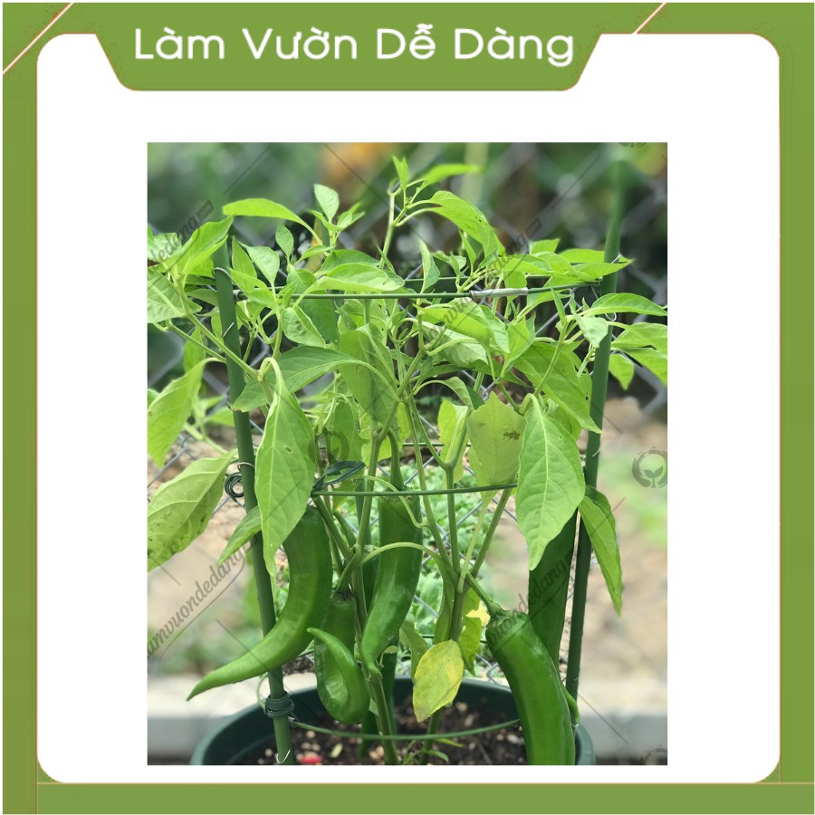 KHUNG TRÒN TRỒNG HOA - Làm giá đỡ cho cây, khung leo, khung đỡ cho các loại cây hoa leo, hồng leo.