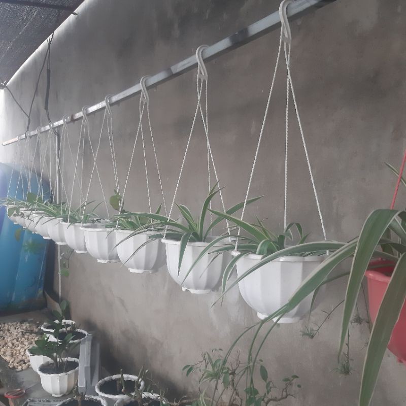 Chậu Treo Bí Lớn Đủ Màu
