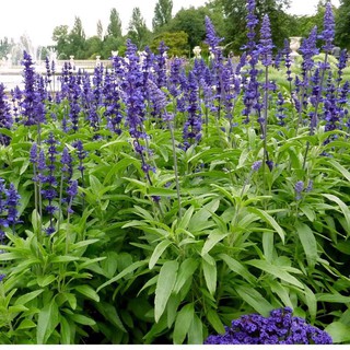 [GIÁ GỐC] Hạt giống hoa Xác Pháo Xanh - 50 hạt\