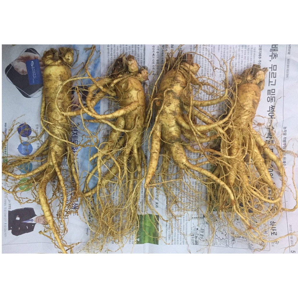 Nhân sâm tươi Hàn Quốc 6 năm tuổi  loại 4 củ/kg làm quà biếu, PP Sâm Yến 3A