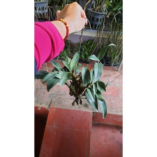 hoa phong lan kiều tím thái