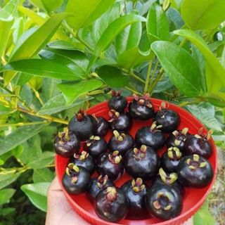 Cây cherry brazil