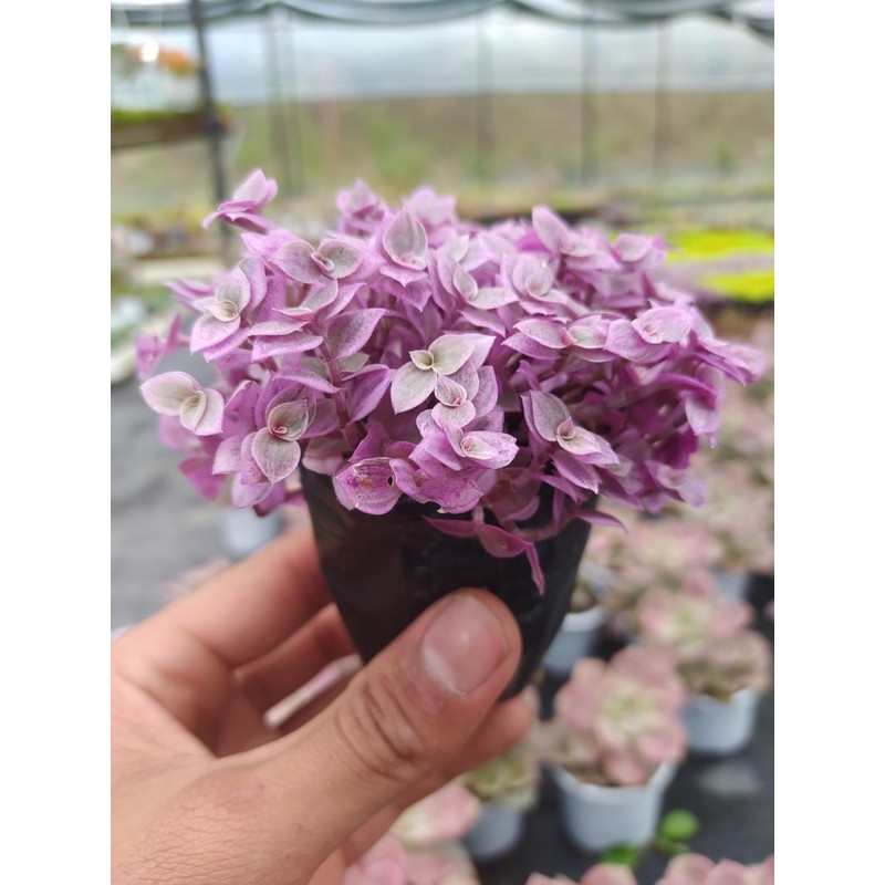 Cỏ pink lady Đà Lạt size bé cây cảnh trang trí nhà cửa Toro garden