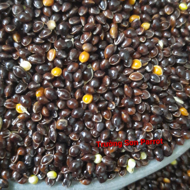 Hạt kê đen bóng lớn  dành cho chim, vẹt, chuột, sóc, yến hót....