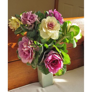 20h - Hạt Giống Hoa bắp cải Mix