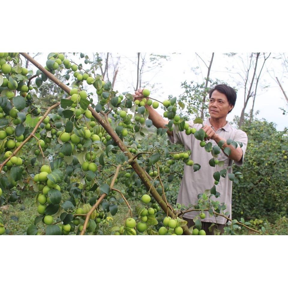2 CÂY GIỐNG TÁO THÁI DA XANH