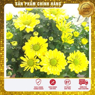 SET 02 GÓI Hạt giống hoa cúc vàng ĐẸP