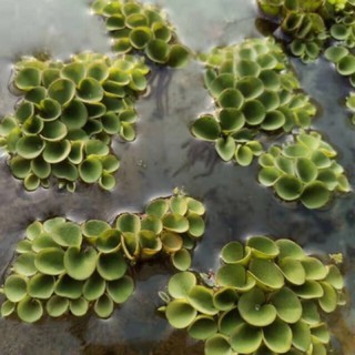 5 cây bèo tổ ong thủy sinh