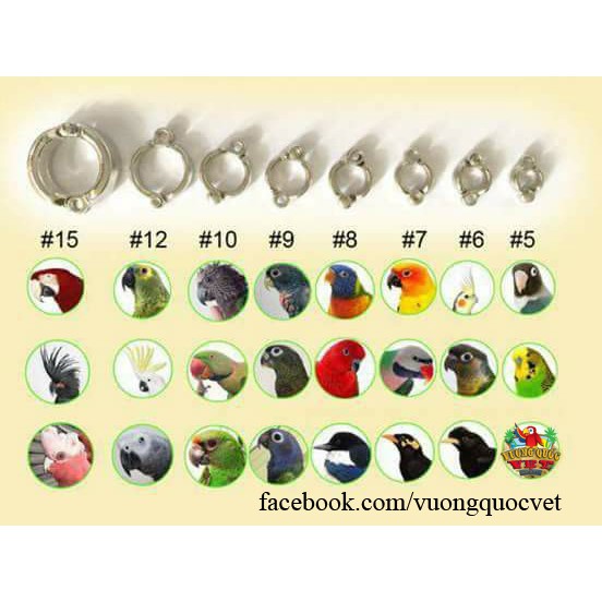 Nhẫn đeo chân cho vẹt Ngực Hồng, Sun Conure,Xám....