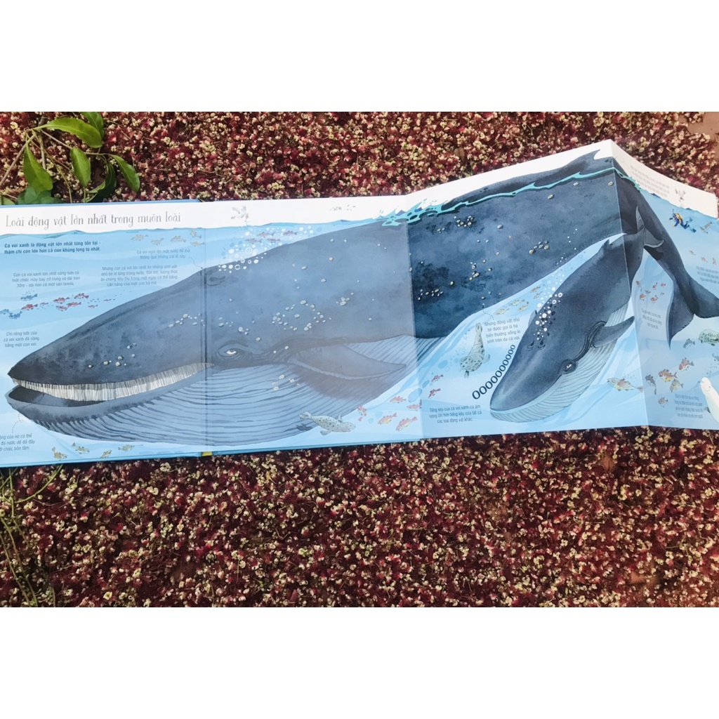 Sách-Sách tương tác - Big book - Cuốn sách khổng lồ về các loài động vật khổng lồ