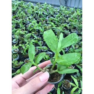 Hoa lan giả hạc ám