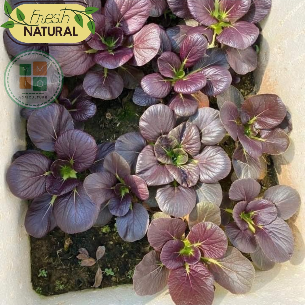 Hạt giống rau cải thìa tím (Purple Pakchoi) chịu nhiệt