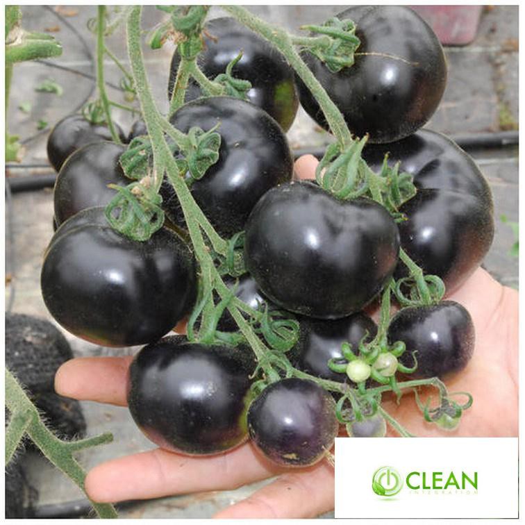 Hạt giống Cà chua đen F1