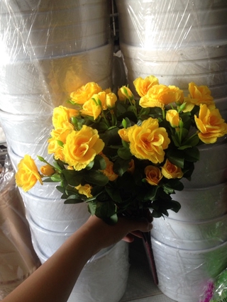 Hoa đỗ quyên