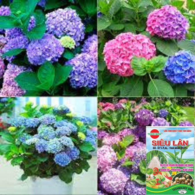 Bầu cây giống hoa cẩm tú cầu nhiệt đới đổi màu-cây giống