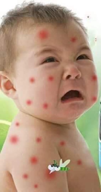 Cao bôi muỗi thái lan