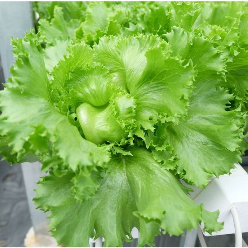 Hạt Giống Xà Lách Chịu Nhiệt 5gr