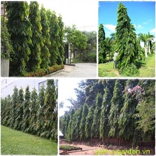 Combo 5 cây giống tùng ấn độ .